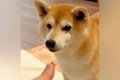 おやつで『マテ』す…の画像