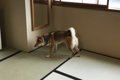 愛犬と泊まれるホテ…の画像