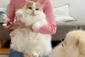 猫のお手入れ中に寄…の画像