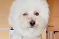 素人が犬のカットに…の画像