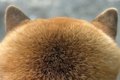 犬の後ろ姿を撮影→『…の画像