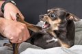 犬が不幸になる飼い…の画像