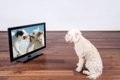 犬がテレビにくぎ付…の画像