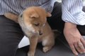 『子犬よ、これが世…の画像