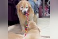 先住犬に『生後3ヶ月…の画像