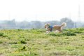 犬と暮らす『田舎と…の画像