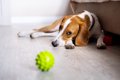 犬が遊びに飽きたと…の画像