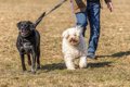 犬の『引っ張り癖』…の画像