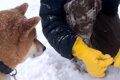 犬が雪に埋もれた草…の画像