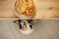 犬が人の食べ物を欲…の画像