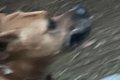 散歩中の超大型犬に…の画像