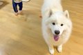 小さな男の子が大型…の画像
