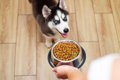 犬の食欲が異常！過…の画像