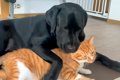 大型犬と猫の1日を観…の画像