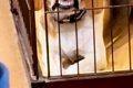 犬が人間のご飯を欲…の画像