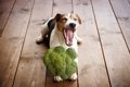 犬が食べても大丈夫…の画像