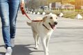 犬が散歩中に飼い主…の画像