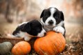 犬が食べても大丈夫…の画像