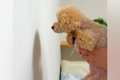 『賢い犬は壁に手を…の画像