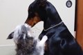 大型犬が大騒ぎした…の画像