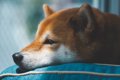 犬が短命になる『絶…の画像