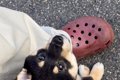 赤ちゃん犬が『初め…の画像