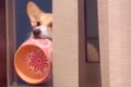 犬が食器をベランダ…の画像