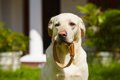 犬の首輪のおしゃれ…の画像