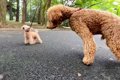 犬の散歩で『自分よ…の画像