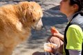 犬の前でご飯を食べ…の画像