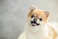 犬の『ストレススマ…の画像