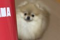 コップの写真を撮ろ…の画像