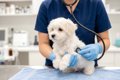 犬の病気を『早期発…の画像