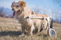 足が不自由な犬を飼…の画像