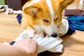 犬が『大好きなお兄…の画像