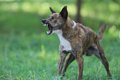 『気が強い犬』の特…の画像