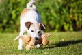 なぜ犬はオモチャを…の画像