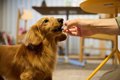 犬ってお腹いっぱい…の画像