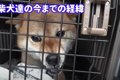 元『噛み犬』３匹の…の画像