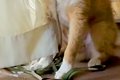 『やけに犬が静かだ…の画像