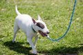 犬の散歩って1日に何…の画像