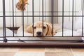 愛犬のための『ケー…の画像