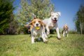 犬が他の犬を遊びに…の画像