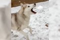 ハスキー犬が『雪玉…の画像