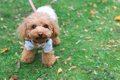 犬の散歩で『絶対避…の画像