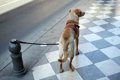 犬を店の外に繋ぐリ…の画像