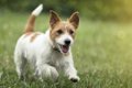 犬が草を食べてしま…の画像