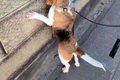 散歩中の犬が『壁の…の画像