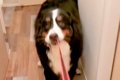 夜、大型犬の散歩中…の画像