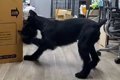 大きいダンボールが…の画像
